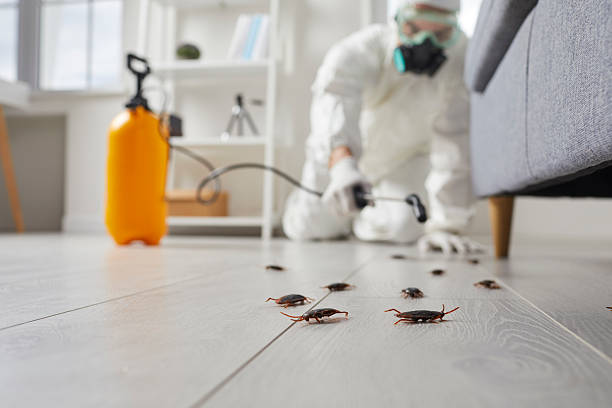 Post-Treatment Bed Bug Interceptor Monitoring in Olivia